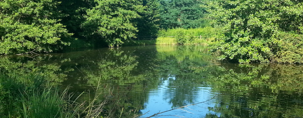 Il laghetto del Bosco Acqualunga a Parona